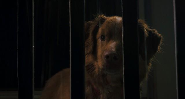 Blodig Weekend 2025 - Good Boy