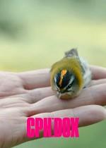 CPH:DOX: Watching People Watching Birds